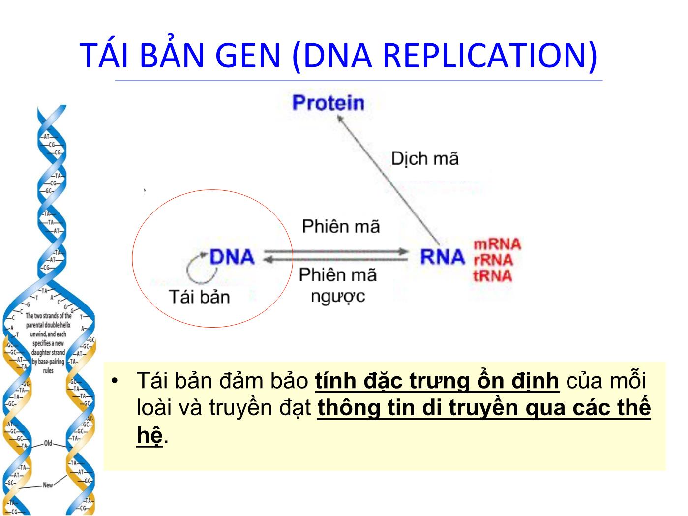 Bài giảng Sinh học phân tử - Chương 4: Tính ổn định của DNA (DNA replication) trang 2