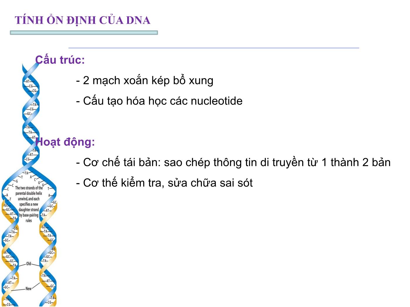 Bài giảng Sinh học phân tử - Chương 4: Tính ổn định của DNA (DNA replication) trang 3