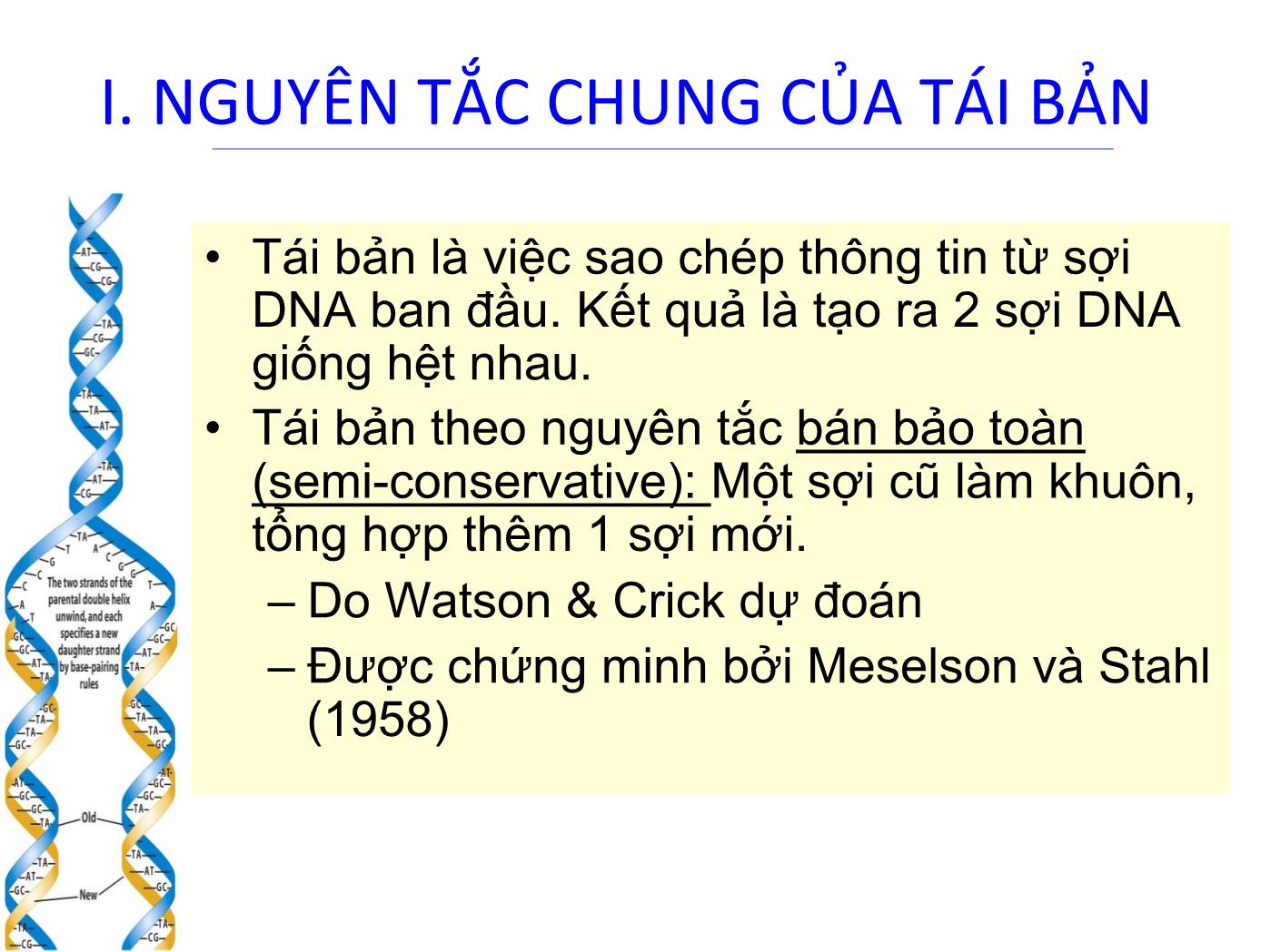 Bài giảng Sinh học phân tử - Chương 4: Tính ổn định của DNA (DNA replication) trang 4