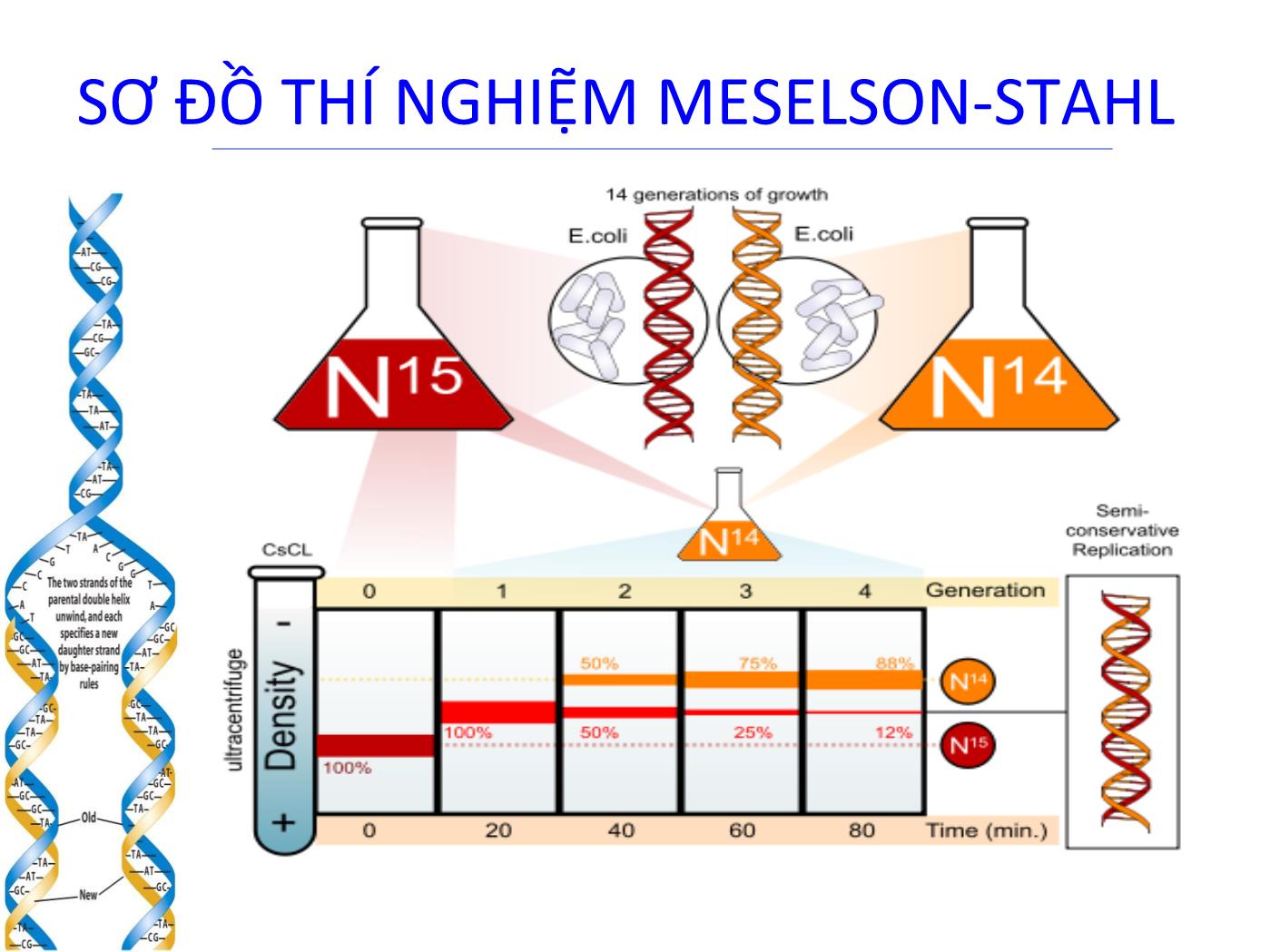 Bài giảng Sinh học phân tử - Chương 4: Tính ổn định của DNA (DNA replication) trang 7