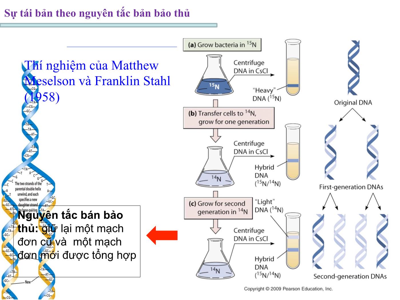 Bài giảng Sinh học phân tử - Chương 4: Tính ổn định của DNA (DNA replication) trang 8