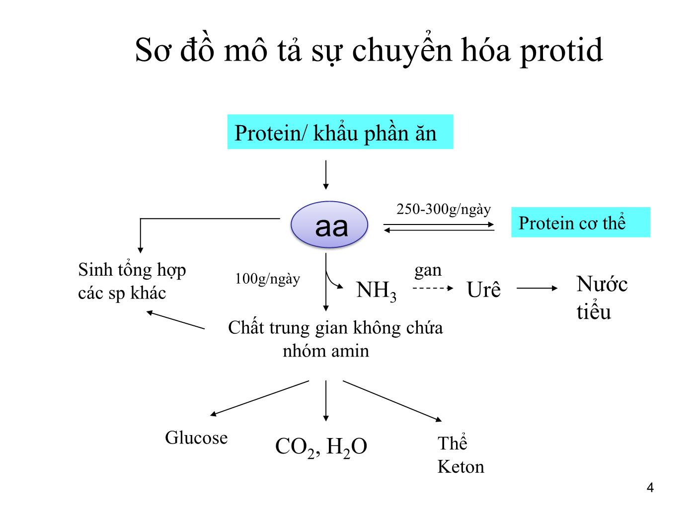 Bài giảng Sinh học phân tử - Bài: Sinh học phân tử (Phần 1) - Nguyễn Kim Thạch trang 4