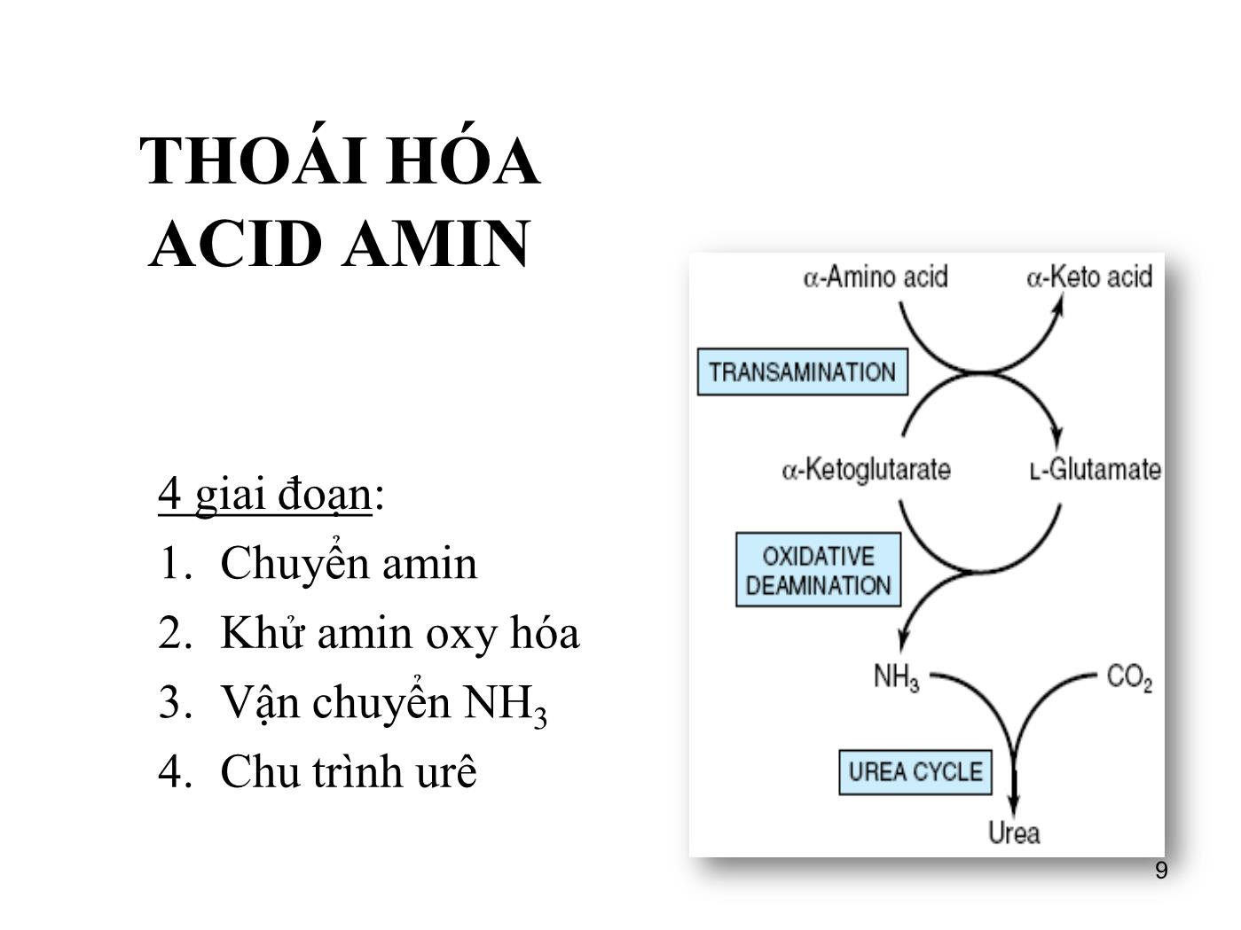 Bài giảng Sinh học phân tử - Bài: Sinh học phân tử (Phần 1) - Nguyễn Kim Thạch trang 9