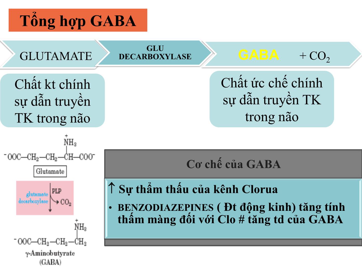 Bài giảng Sinh học phân tử - Bài: Sinh học phân tử (Phần 3) - Nguyễn Kim Thạch trang 8