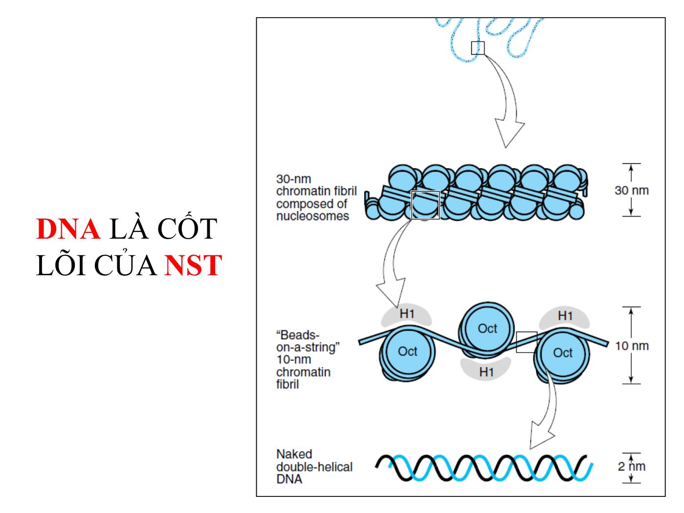 Bài giảng Sinh học phân tử - Bài: Sự nhân đôi và sửa chữa của DNA (DNA Replication and Repair) - Nguyễn Kim Thạch trang 10
