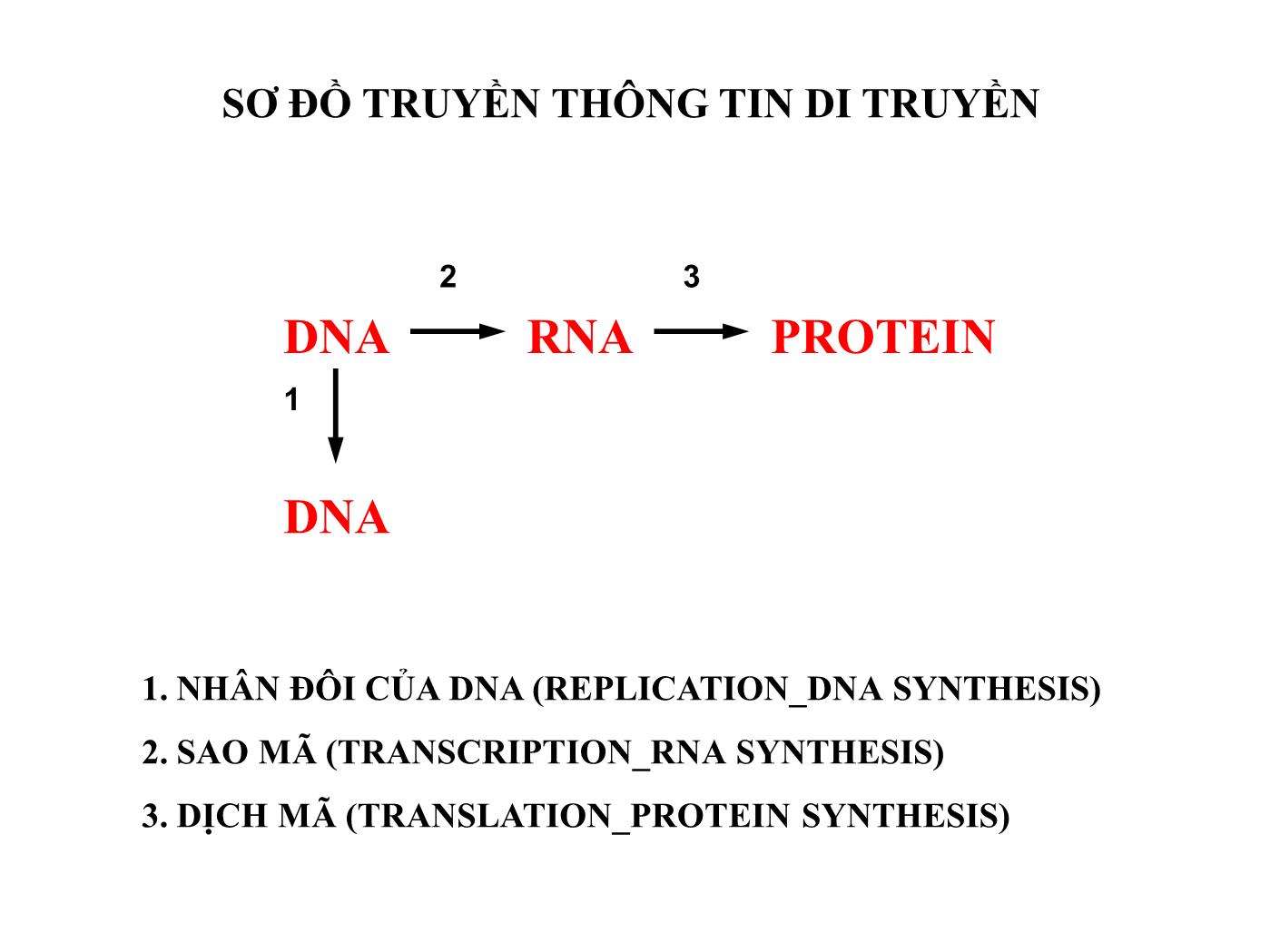 Bài giảng Sinh học phân tử - Bài: Sự nhân đôi và sửa chữa của DNA (DNA Replication and Repair) - Nguyễn Kim Thạch trang 2