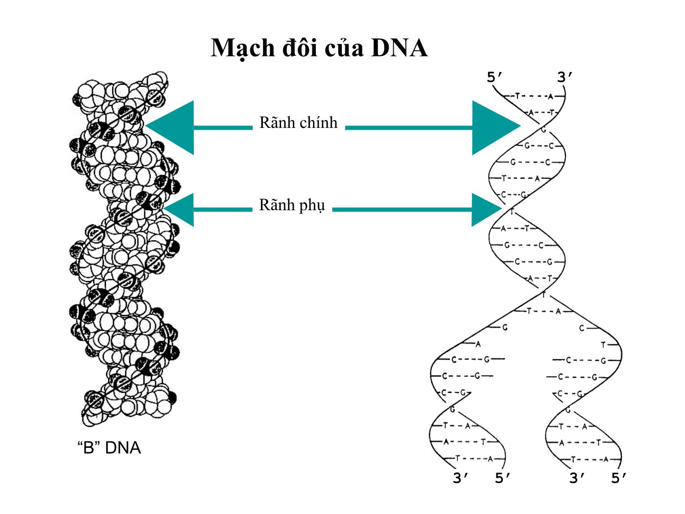 Bài giảng Sinh học phân tử - Bài: Sự nhân đôi và sửa chữa của DNA (DNA Replication and Repair) - Nguyễn Kim Thạch trang 8