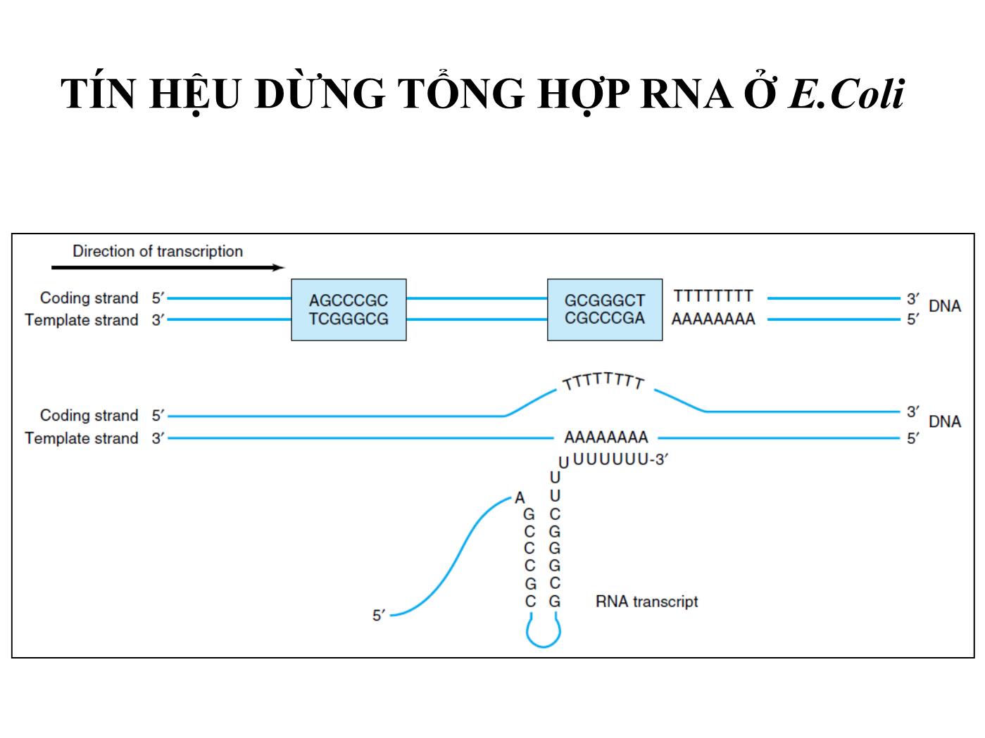 Bài giảng Sinh học phân tử - Bài: Sinh tổng hợp RNA (RNA Transcription) - Nguyễn Kim Thạch trang 10