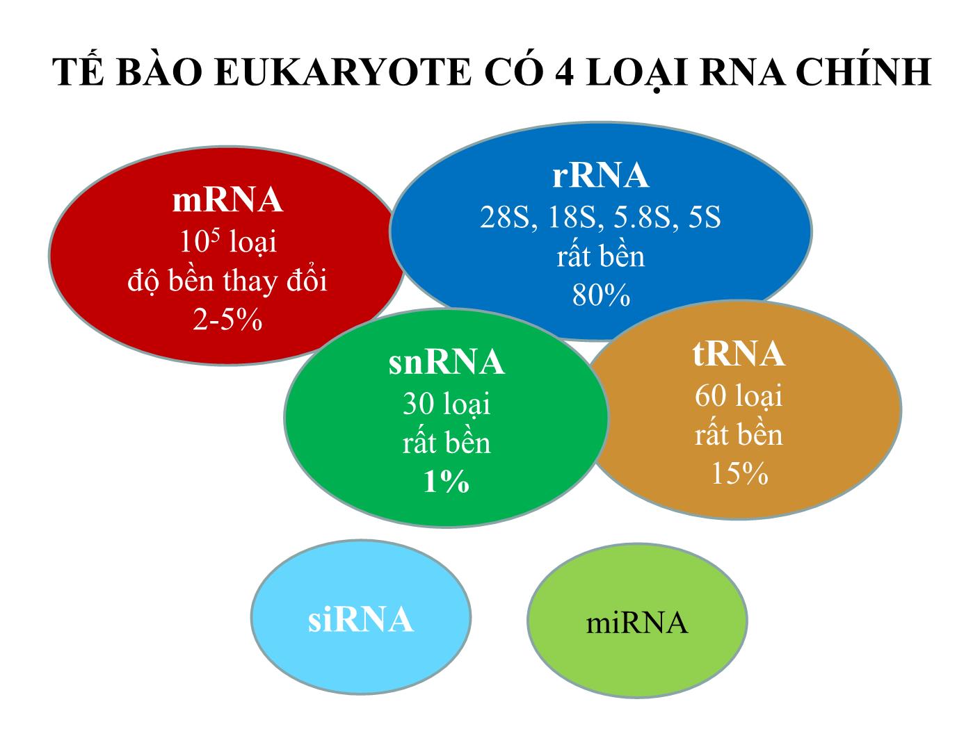 Bài giảng Sinh học phân tử - Bài: Sinh tổng hợp RNA (RNA Transcription) - Nguyễn Kim Thạch trang 2