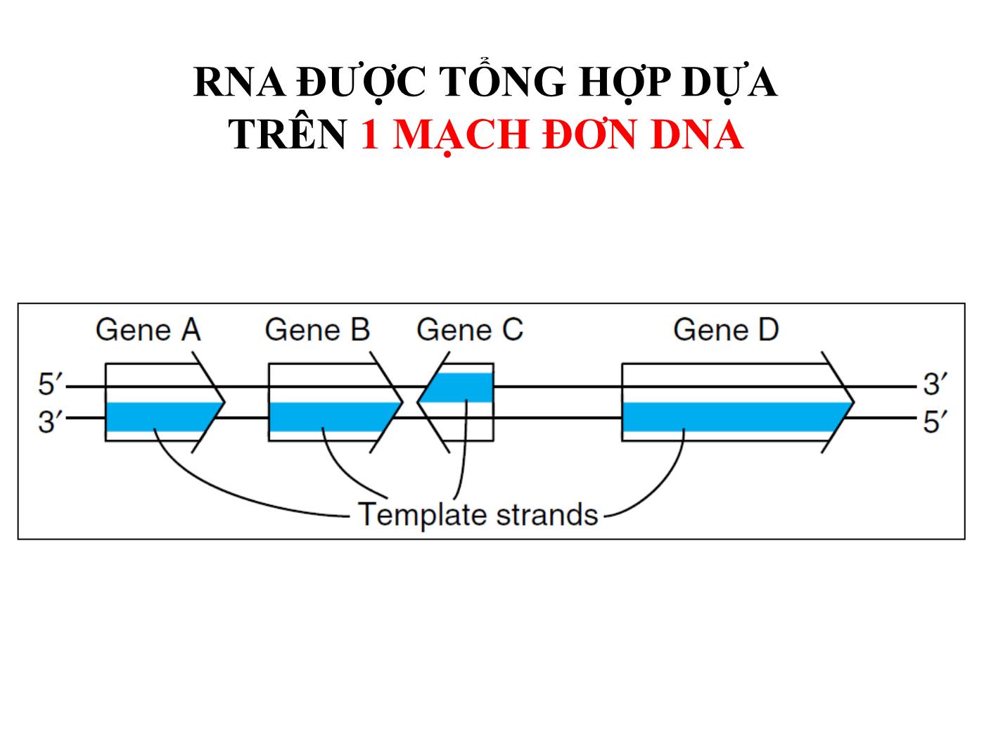 Bài giảng Sinh học phân tử - Bài: Sinh tổng hợp RNA (RNA Transcription) - Nguyễn Kim Thạch trang 3
