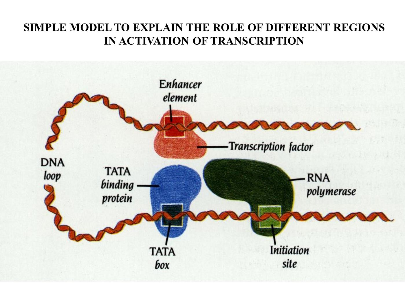 Bài giảng Sinh học phân tử - Bài: Sinh tổng hợp RNA (RNA Transcription) - Nguyễn Kim Thạch trang 5