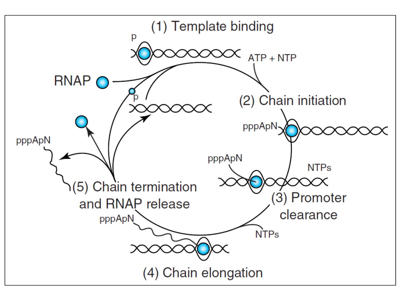 Bài giảng Sinh học phân tử - Bài: Sinh tổng hợp RNA (RNA Transcription) - Nguyễn Kim Thạch trang 7