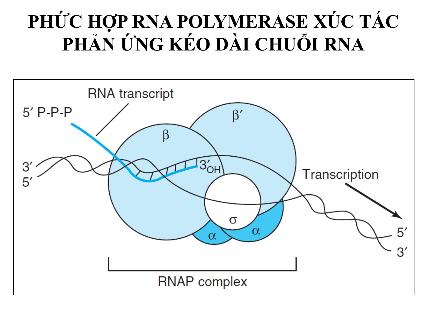 Bài giảng Sinh học phân tử - Bài: Sinh tổng hợp RNA (RNA Transcription) - Nguyễn Kim Thạch trang 9