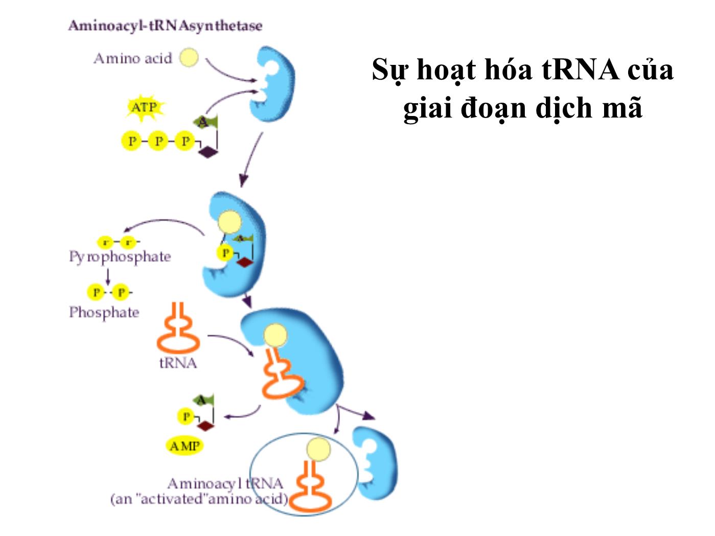 Bài giảng Sinh học phân tử - Bài: Sinh tổng hợp protein (Protein translation) (Phần 1) - Nguyễn Kim Thạch trang 3