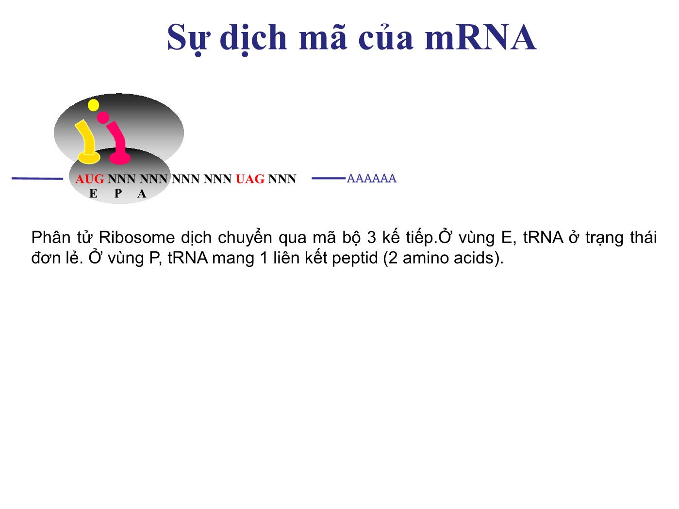 Bài giảng Sinh học phân tử - Bài: Sinh tổng hợp protein (Protein translation) (Phần 1) - Nguyễn Kim Thạch trang 8