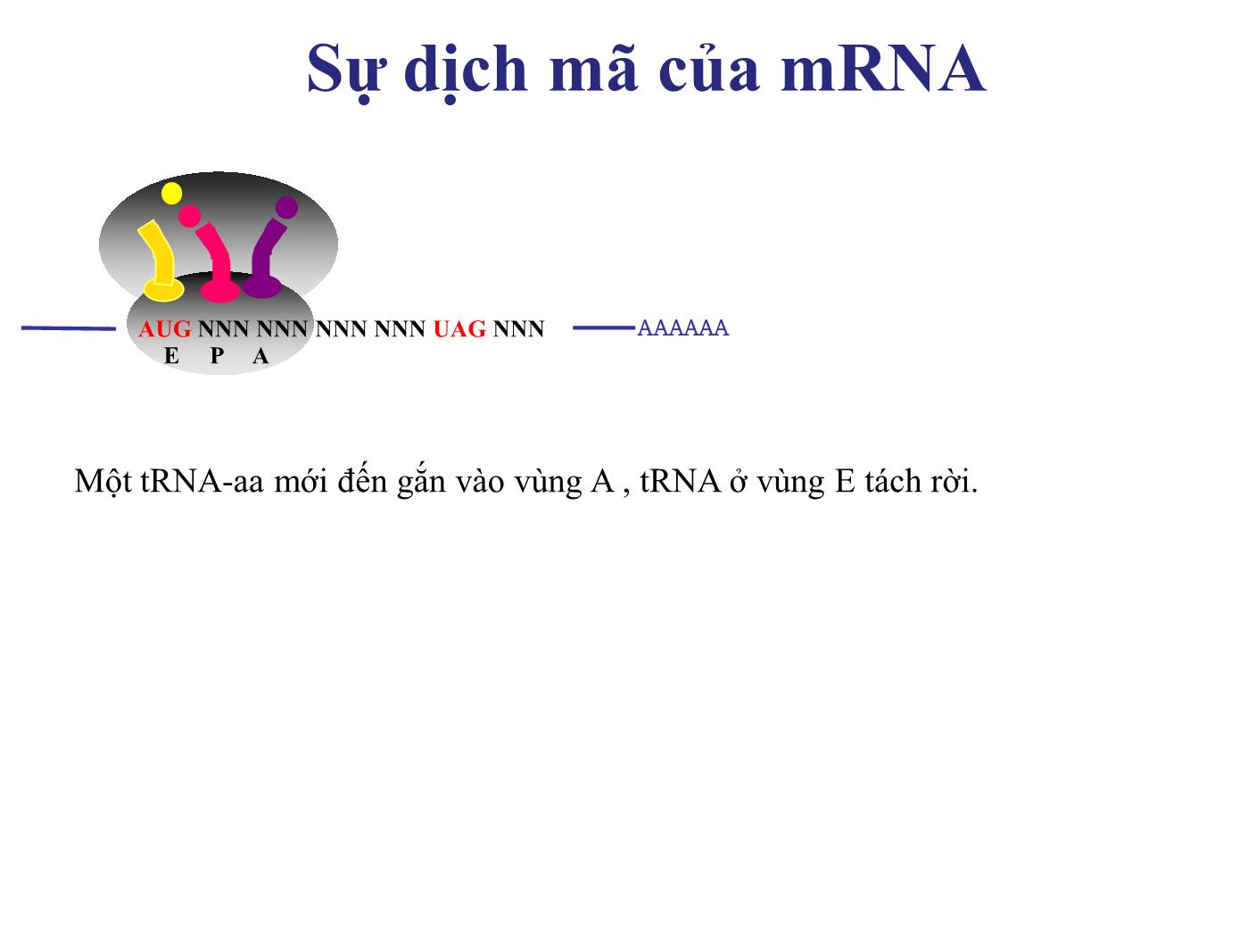 Bài giảng Sinh học phân tử - Bài: Sinh tổng hợp protein (Protein translation) (Phần 1) - Nguyễn Kim Thạch trang 9