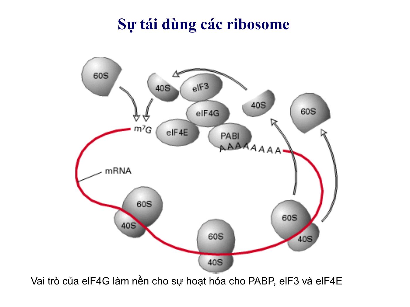 Bài giảng Sinh học phân tử - Bài: Sinh tổng hợp protein (Protein translation) (Phần 2) - Nguyễn Kim Thạch trang 10