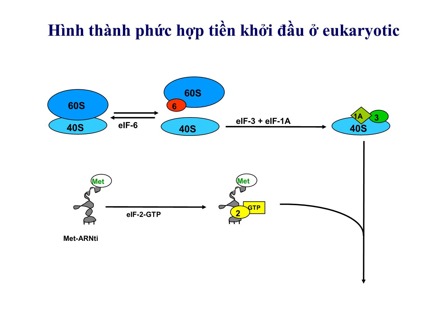 Bài giảng Sinh học phân tử - Bài: Sinh tổng hợp protein (Protein translation) (Phần 2) - Nguyễn Kim Thạch trang 3