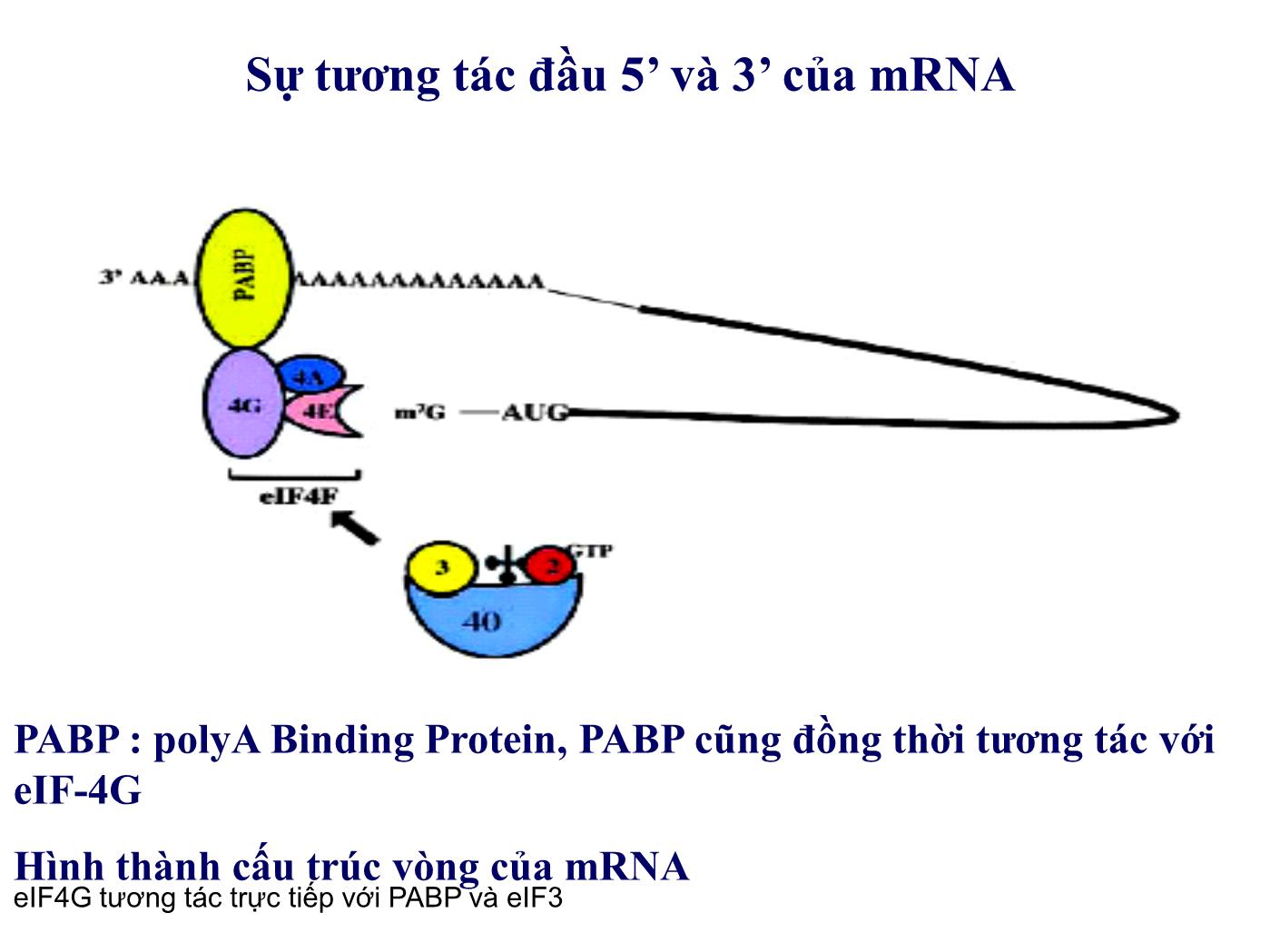 Bài giảng Sinh học phân tử - Bài: Sinh tổng hợp protein (Protein translation) (Phần 2) - Nguyễn Kim Thạch trang 7