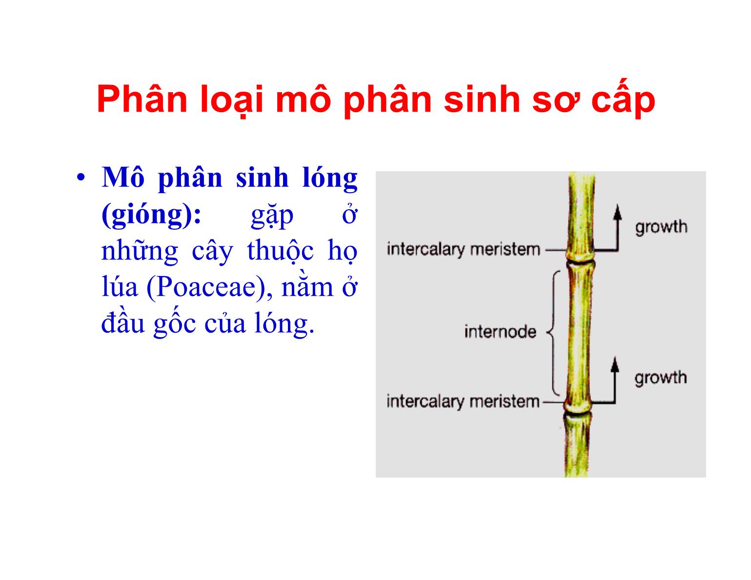Bài giảng Thực vật học - Chương II: Mô thực vật - Trần Thị Thanh Hương trang 9