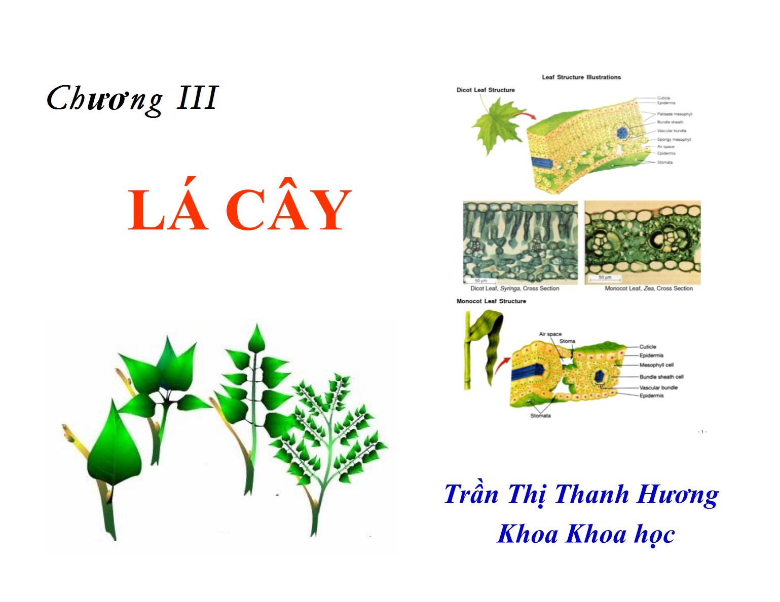 Bài giảng Thực vật học - Chương IIII: Lá cây - Trần Thị Thanh Hương trang 1