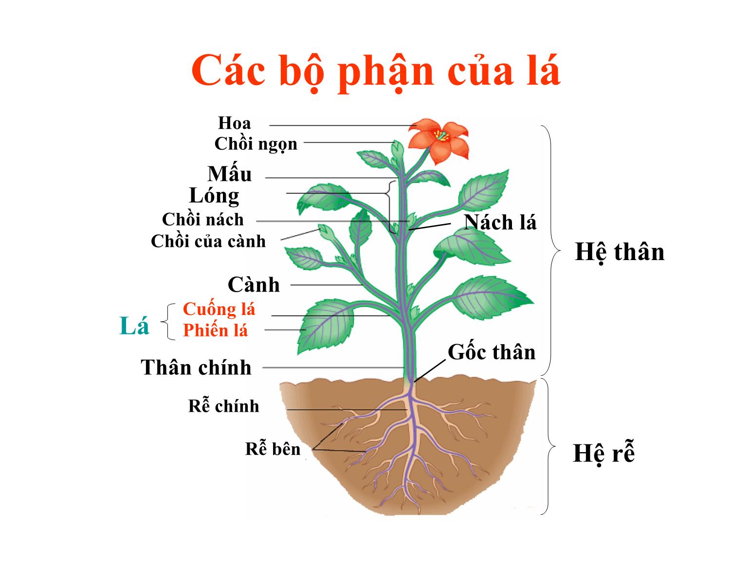 Bài giảng Thực vật học - Chương IIII: Lá cây - Trần Thị Thanh Hương trang 4