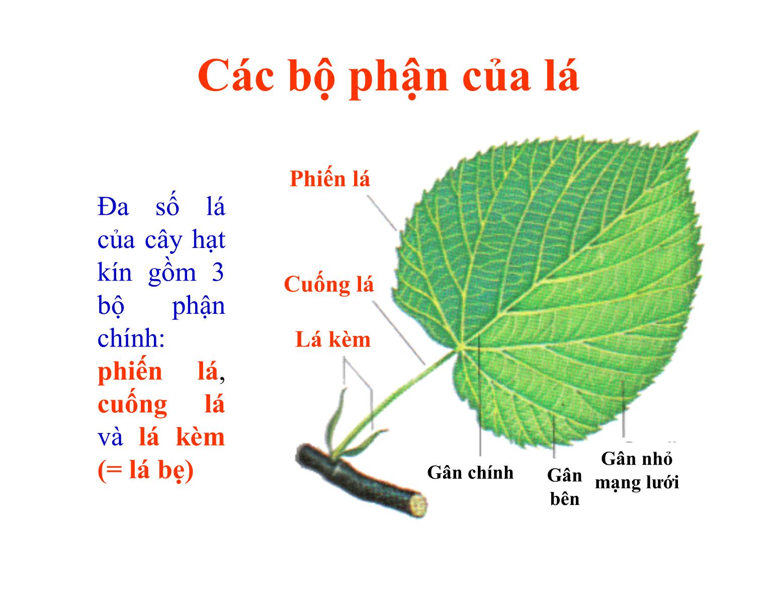Bài giảng Thực vật học - Chương IIII: Lá cây - Trần Thị Thanh Hương trang 5