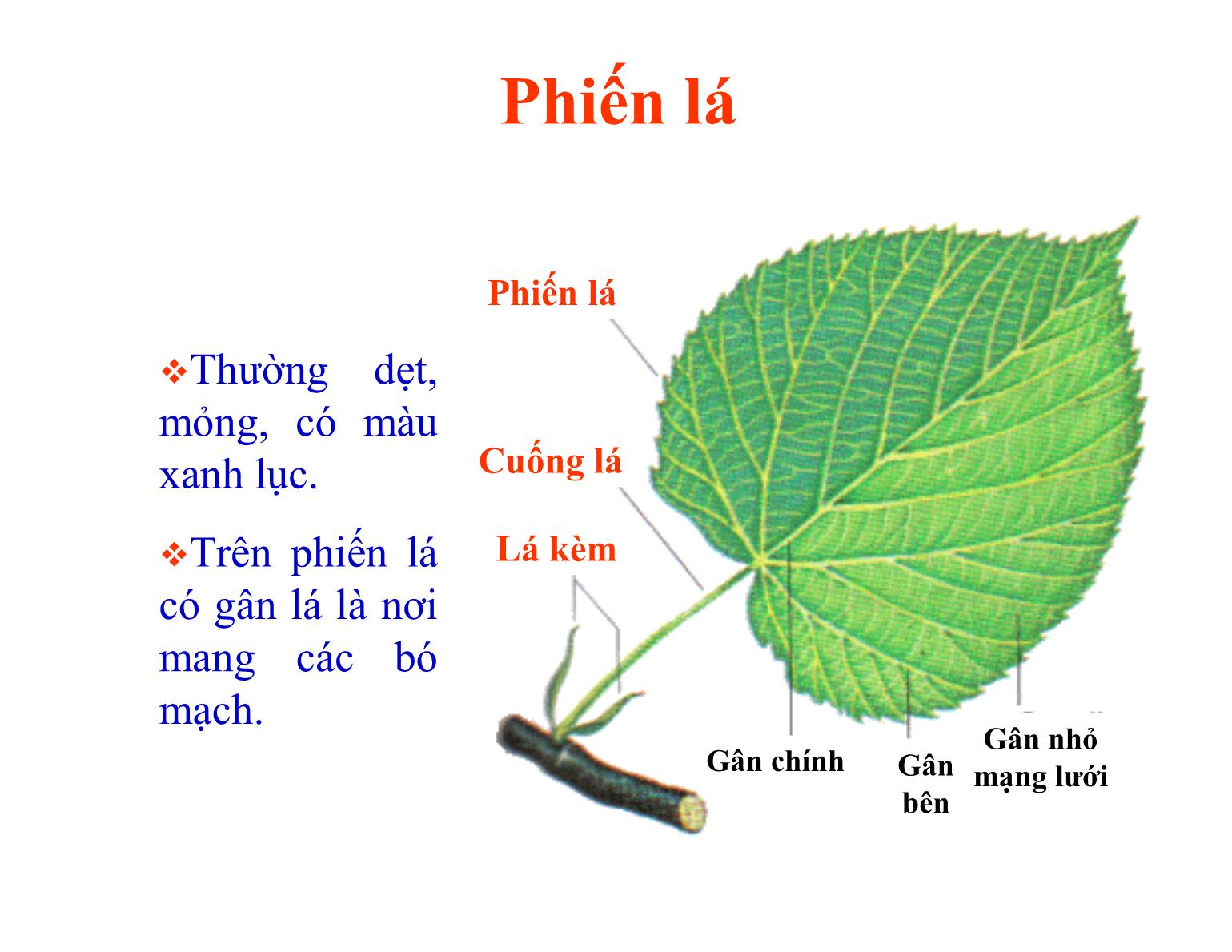 Bài giảng Thực vật học - Chương IIII: Lá cây - Trần Thị Thanh Hương trang 6