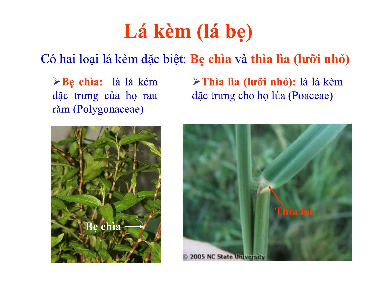 Bài giảng Thực vật học - Chương IIII: Lá cây - Trần Thị Thanh Hương trang 9