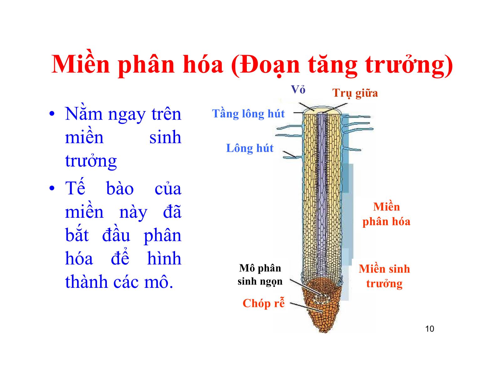 Bài giảng Thực vật học - Chương IIII: Cơ quan dinh dưỡng - Trần Thị Thanh Hương trang 10
