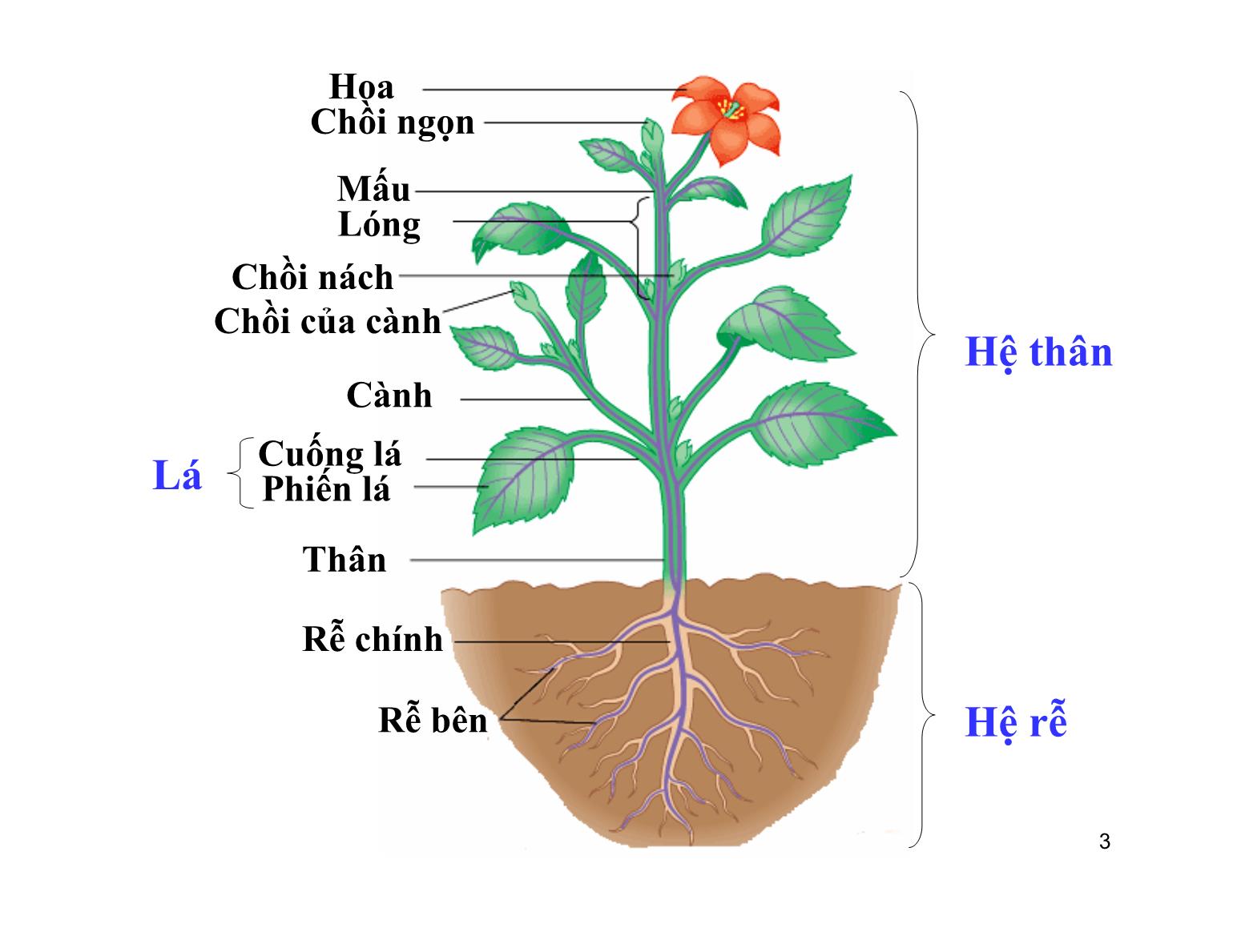 Bài giảng Thực vật học - Chương IIII: Cơ quan dinh dưỡng - Trần Thị Thanh Hương trang 3