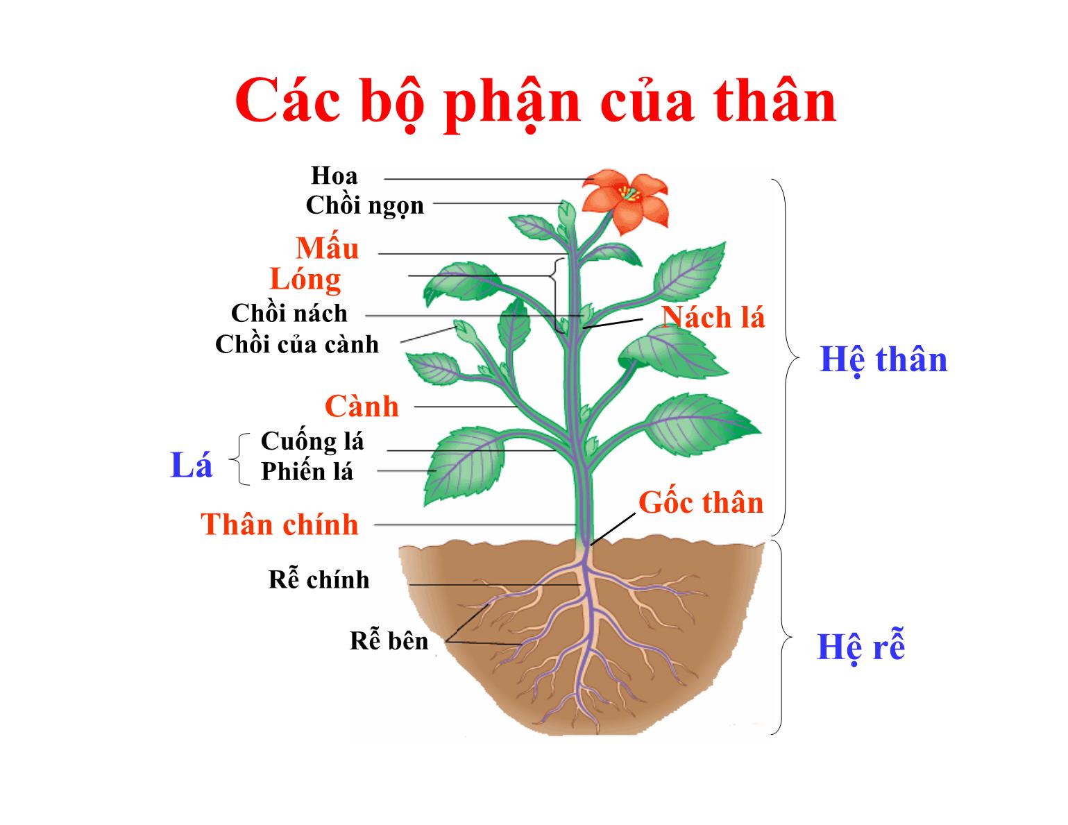 Bài giảng Thực vật học - Chương III: Cơ quan dinh dưỡng (Thân cây) - Trần Thị Thanh Hương trang 4