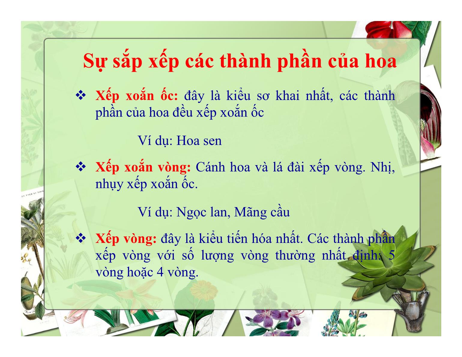 Bài giảng Thực vật học - Chương IV: Cơ quan sinh sản (Hoa) - Trần Thị Thanh Hương trang 10