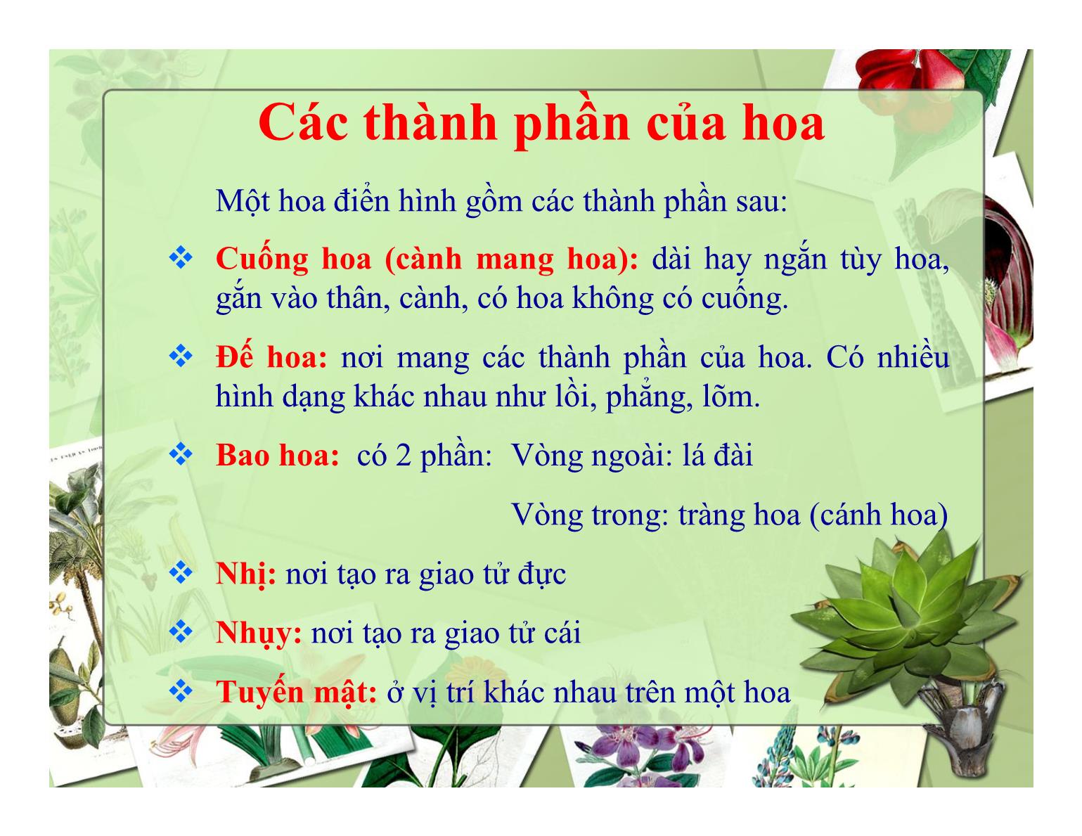 Bài giảng Thực vật học - Chương IV: Cơ quan sinh sản (Hoa) - Trần Thị Thanh Hương trang 4
