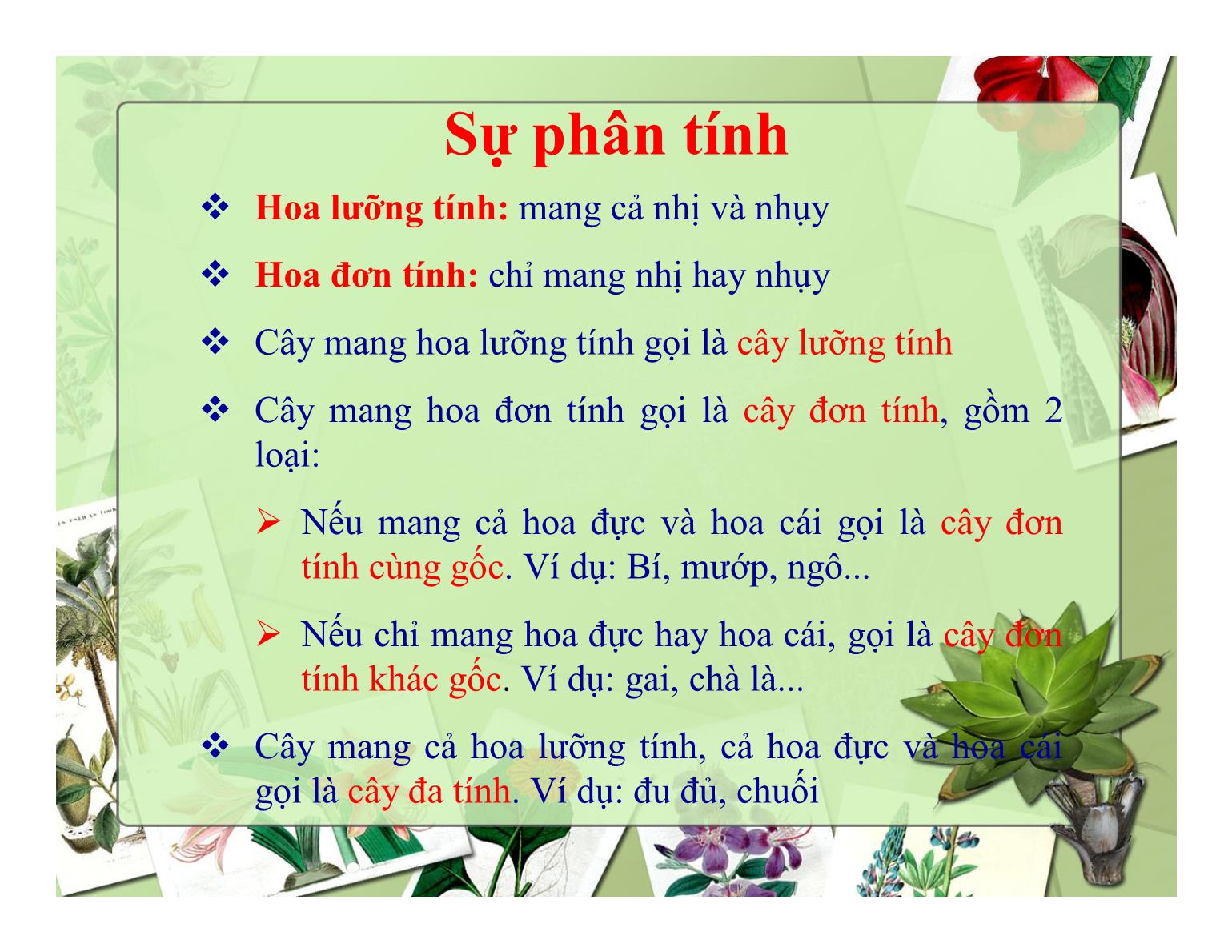 Bài giảng Thực vật học - Chương IV: Cơ quan sinh sản (Hoa) - Trần Thị Thanh Hương trang 6