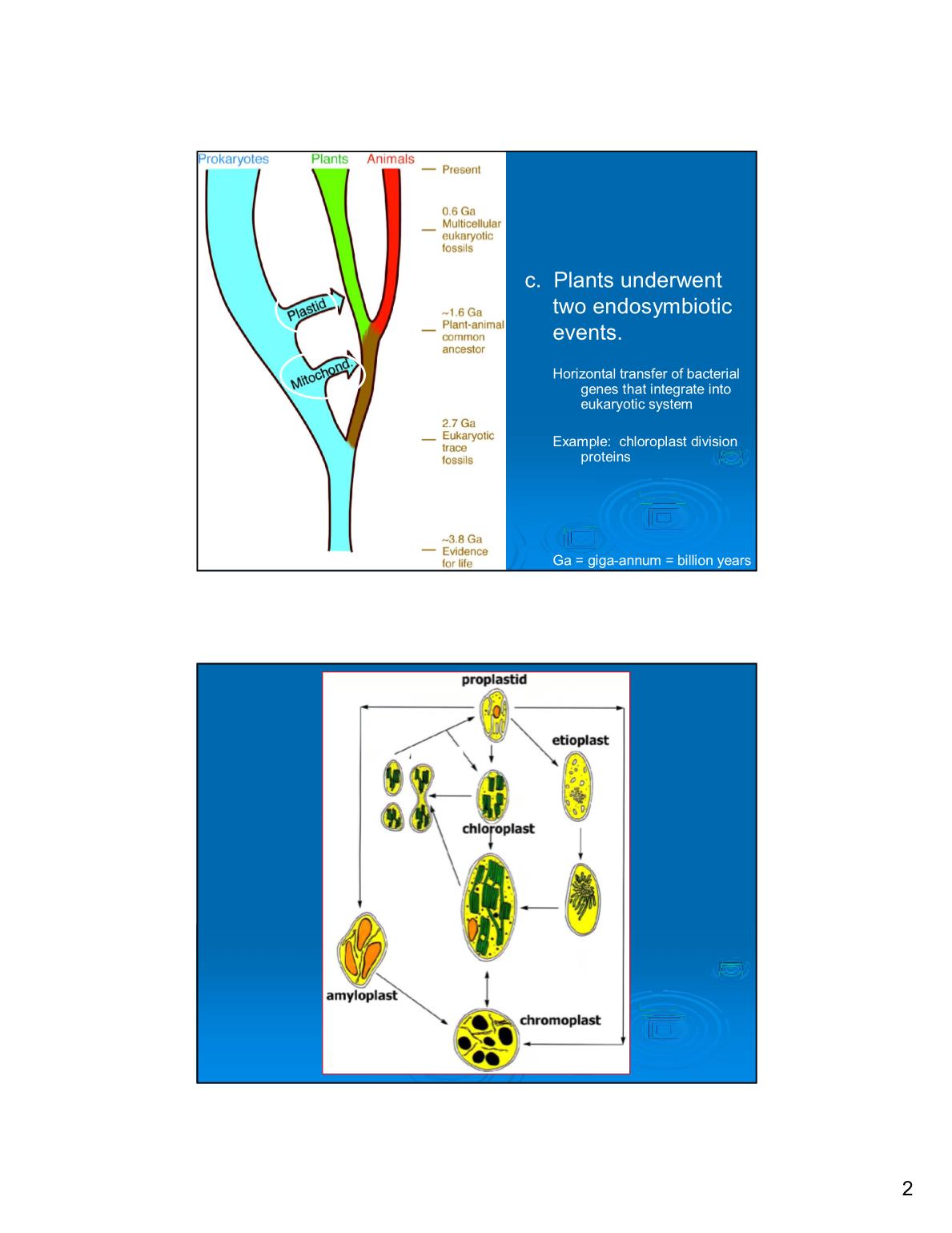 Bài giảng Sinh lý thực vật - Bài: Bộ máy đồng hóa, sản sinh năng lượng và dữ trữ trang 2