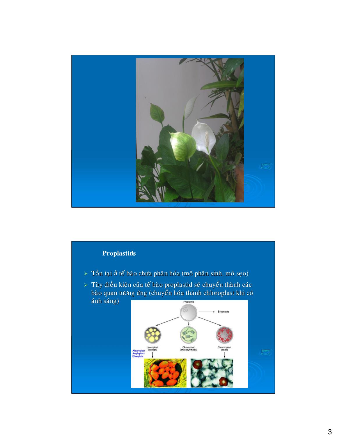 Bài giảng Sinh lý thực vật - Bài: Bộ máy đồng hóa, sản sinh năng lượng và dữ trữ trang 3