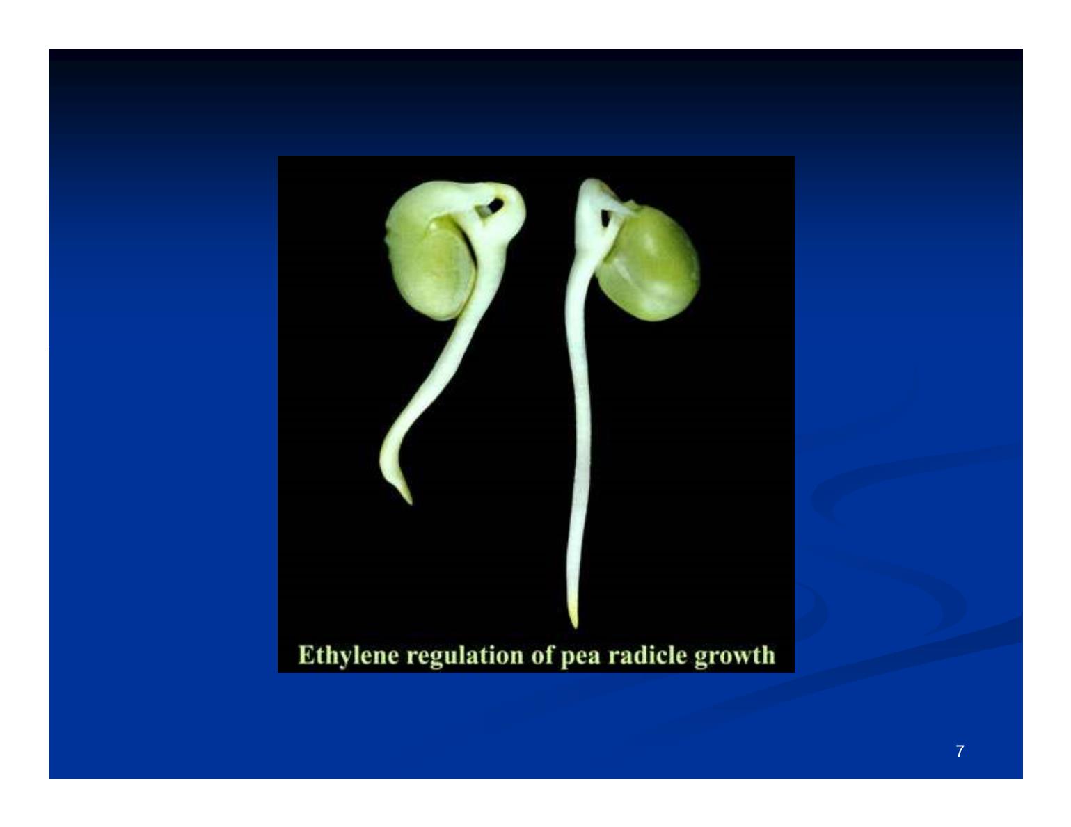 Bài giảng Sinh lý thực vật - Bài: Ethylene (Hormone vết thương) trang 7