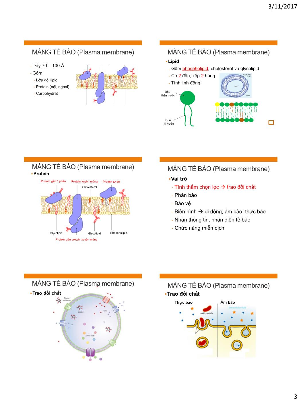 Bài giảng Vi sinh vật - Bài: Tế bào vi khuẩn trang 3