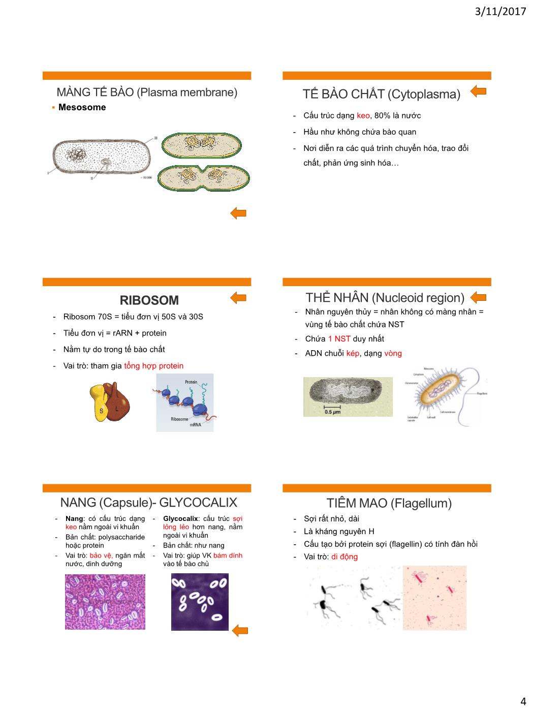 Bài giảng Vi sinh vật - Bài: Tế bào vi khuẩn trang 4