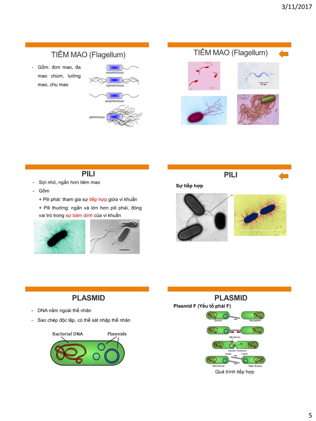 Bài giảng Vi sinh vật - Bài: Tế bào vi khuẩn trang 5