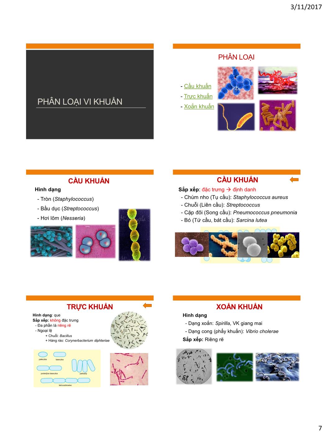 Bài giảng Vi sinh vật - Bài: Tế bào vi khuẩn trang 7