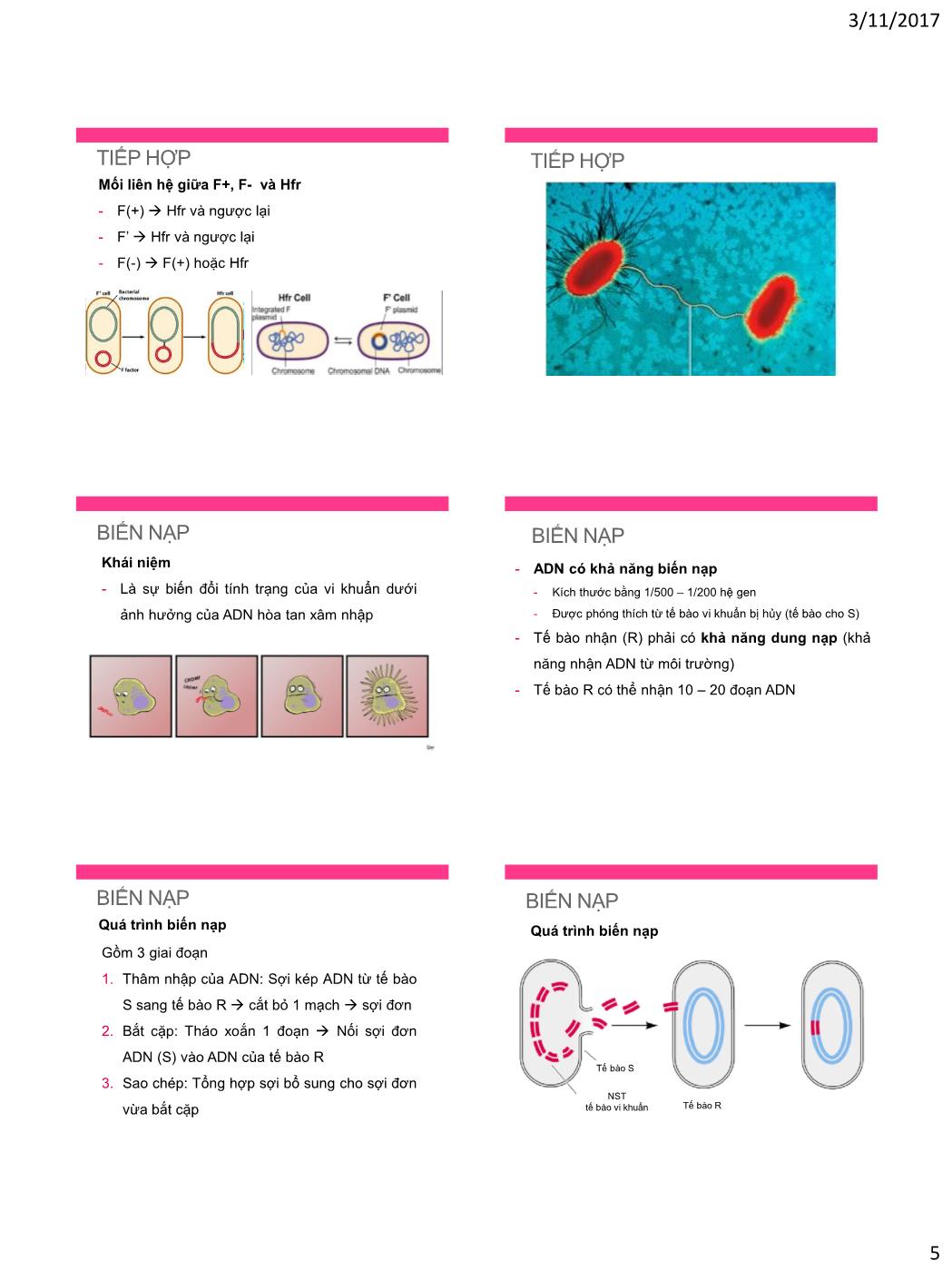 Bài giảng Vi sinh vật - Bài: Di truyền vi khuẩn trang 5
