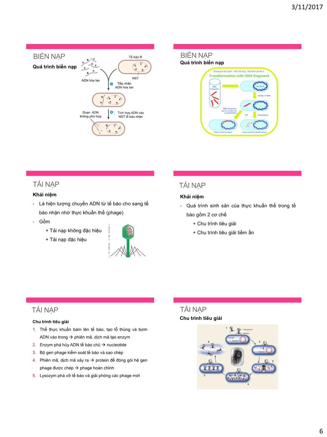 Bài giảng Vi sinh vật - Bài: Di truyền vi khuẩn trang 6