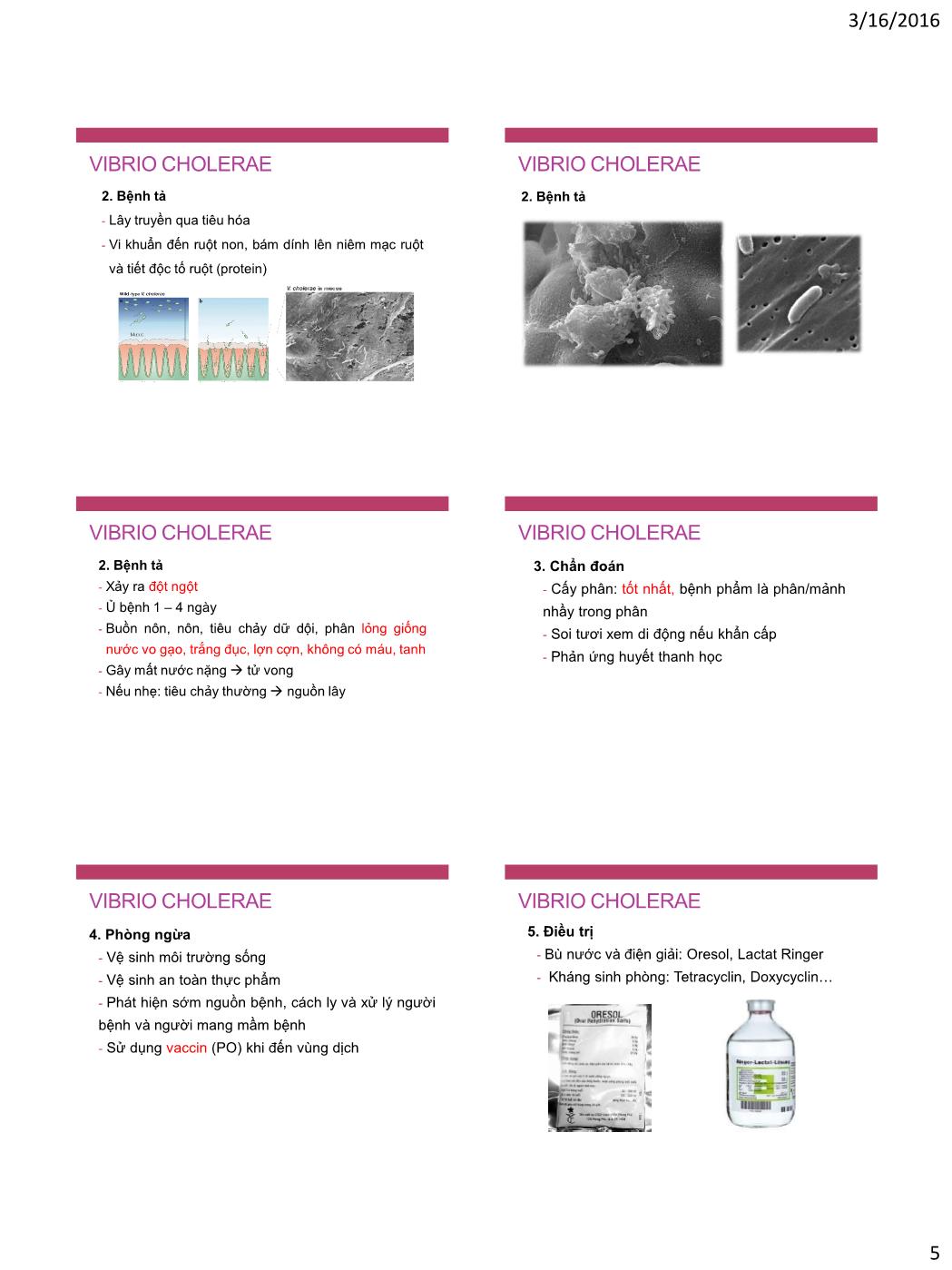 Bài giảng Vi sinh vật - Bài: Vi khuẩn đường ruột trang 5