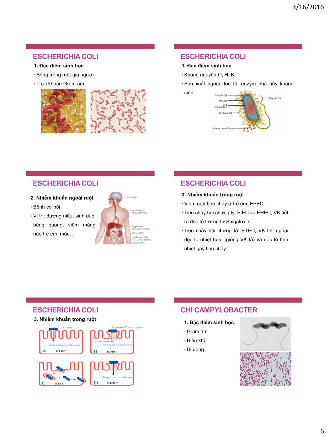 Bài giảng Vi sinh vật - Bài: Vi khuẩn đường ruột trang 6