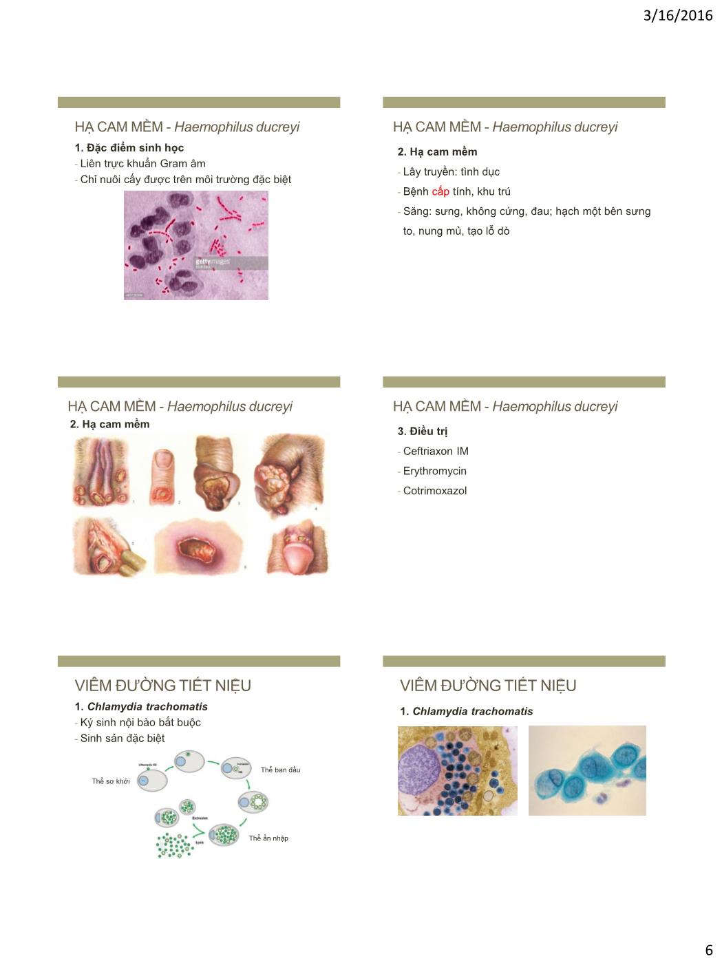 Bài giảng Vi sinh vật - Bài: Vi khuẩn gây bệnh đường sinh dục trang 6