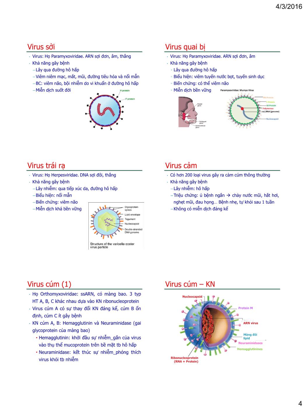 Bài giảng Vi sinh vật - Bài: Virus - Nguyễn Thị Ngọc Yến trang 4