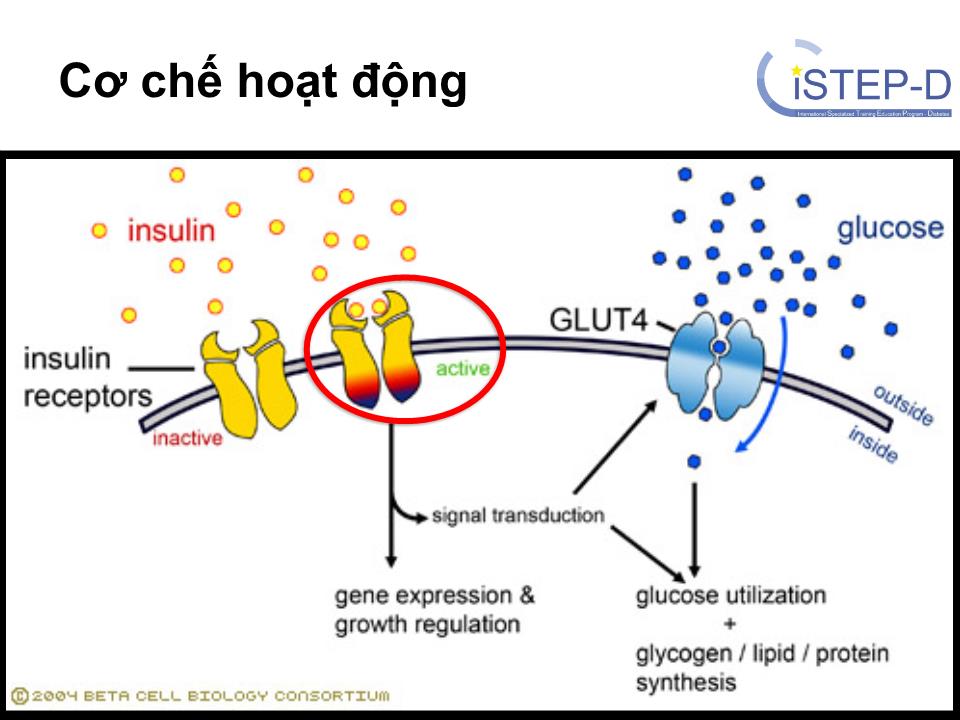 Insulin: Phân loại, khởi trị, chỉnh liều và điều trị tăng cường trang 5