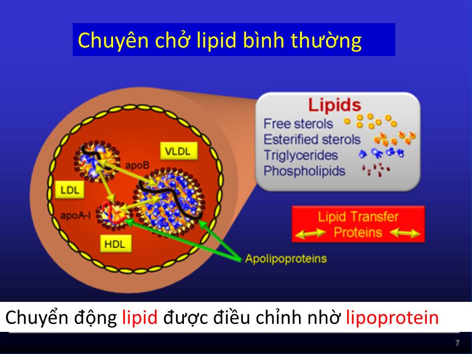 Rối loạn chuyển hóa lipid & các nguy cơ tim mạch trang 5